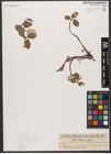 Foto von Salix reticulata L.